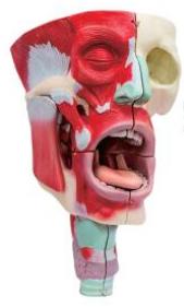鼻、口、咽喉腔分解模型
